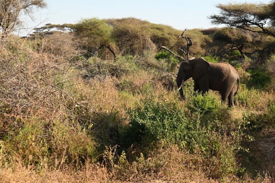 Caçar menys per a guanyar més