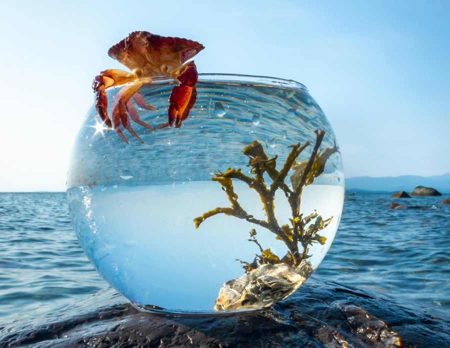 Nedes a la peixera o al mar?