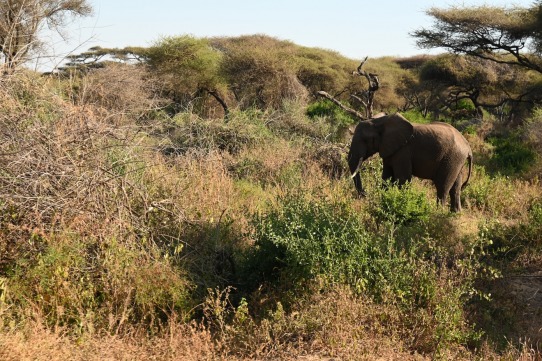 Caçar menys per a guanyar més