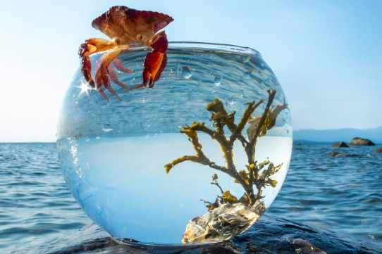 Nedes a la peixera o al mar?